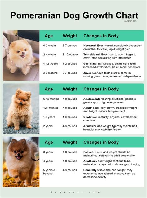Pomeranian Sizes Chart