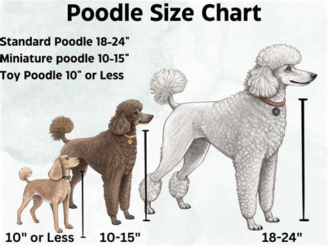 Poodle Puppy Size Chart