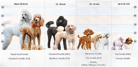 Poodle Size Chart