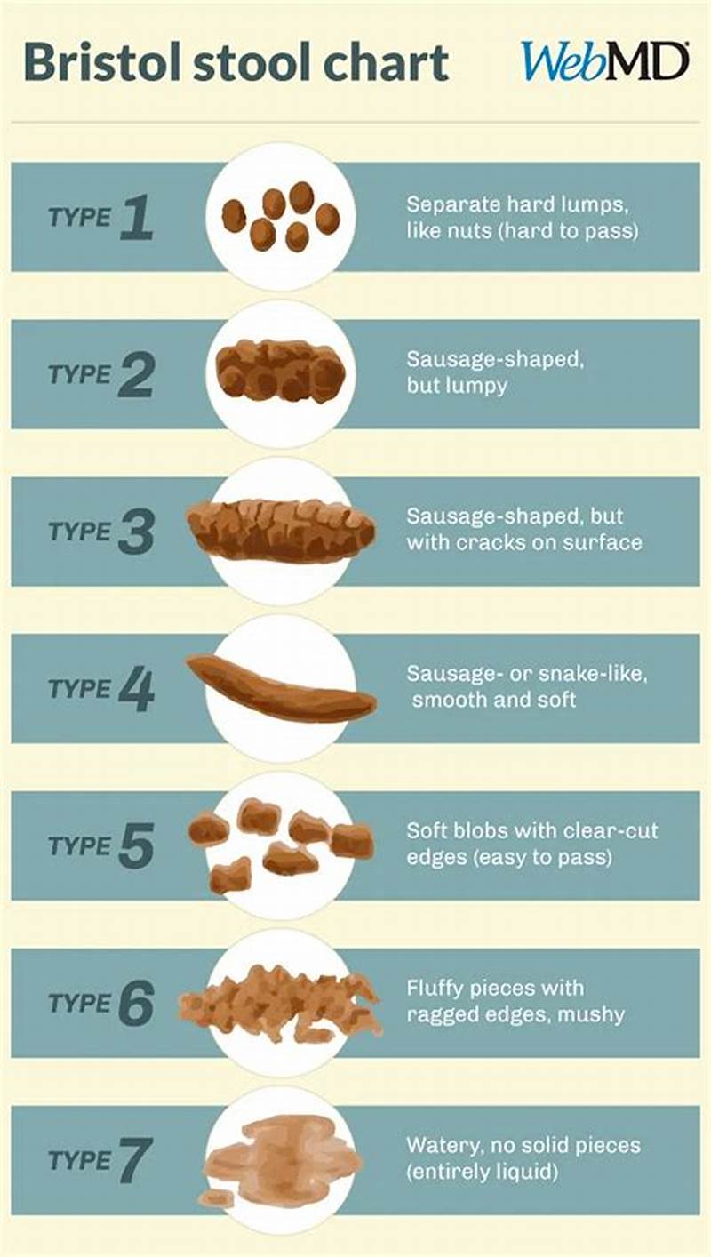 Poop Types Chart