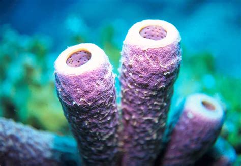 Porifera