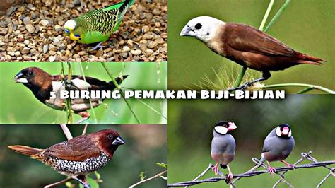 Burung Pemakan Biji-bijian sebagai Peluang Bisnis