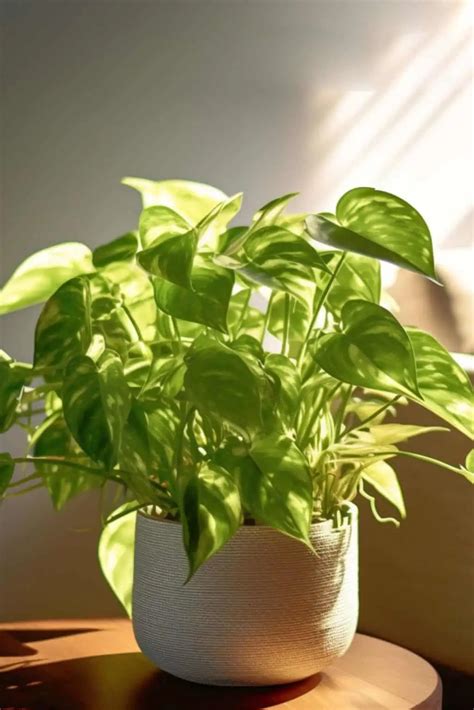 Pothos