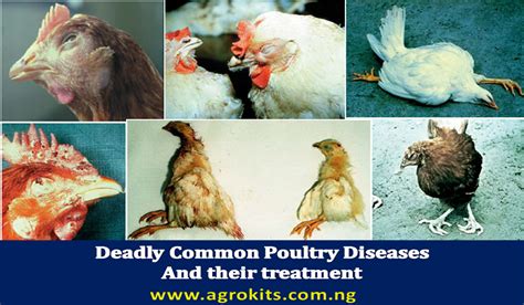 Poultry Diseases