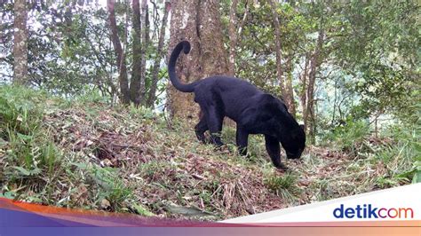 Predator Puncak