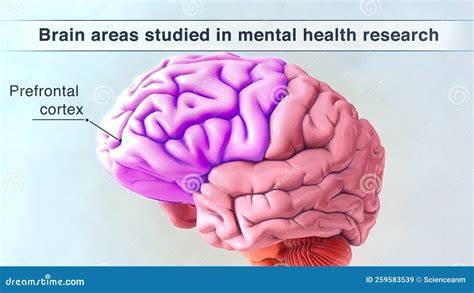 Prefrontal Cortex illustration