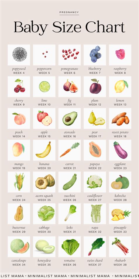 Pregnancy Fruit Size Chart