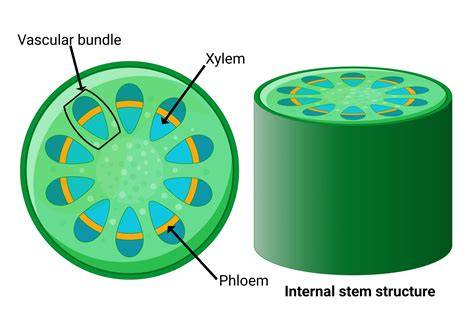Primary Xylem Plant Structure