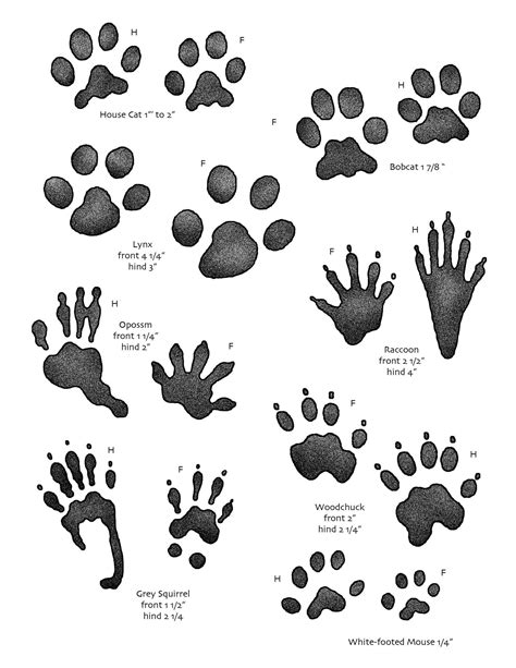 Printable Animal Tracks