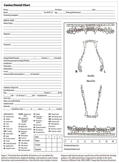Printable Canine Dental Chart