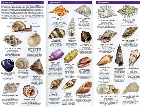 Printable Seashell Identification Chart