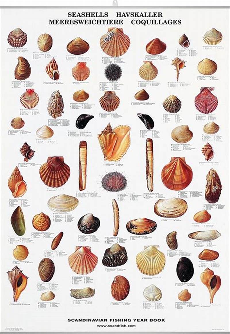 Printable Seashell Identification Chart