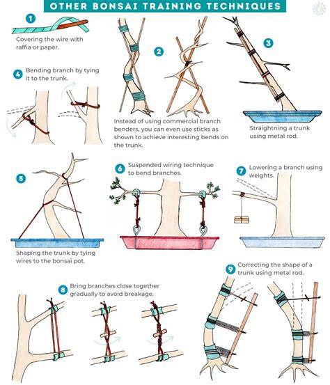 Printable Sprouting And Growing Instructions Of Indoor Bonsai Trees