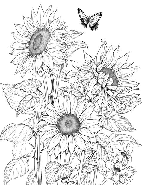 Printable Sunflower Pictures To Color