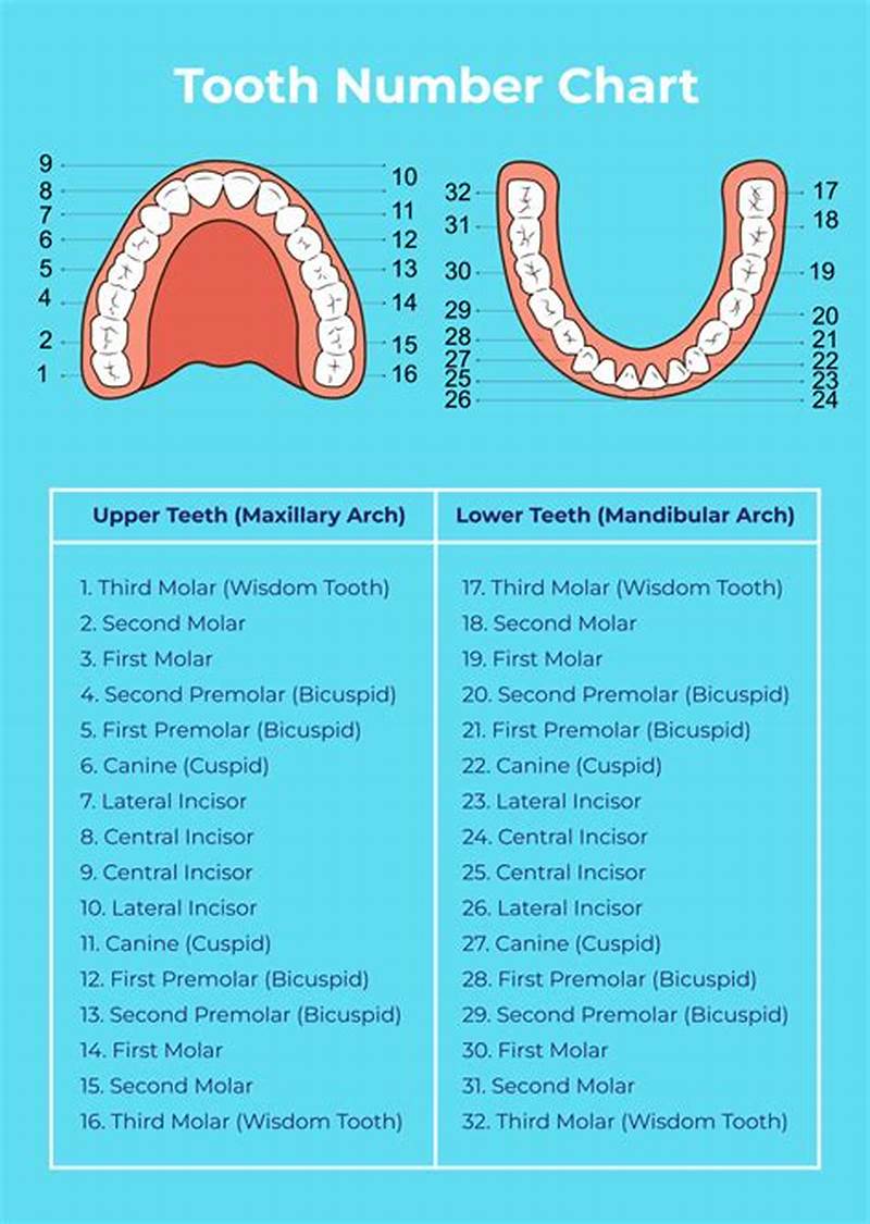 Printable Tooth Number Chart