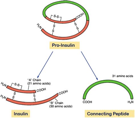 Proinsulin to Insulin