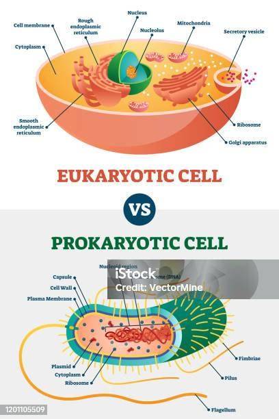Prokariotik vs Eukariotik
