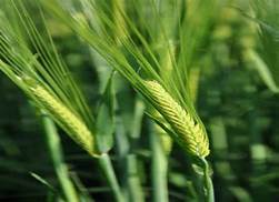 Propino Spring Barley