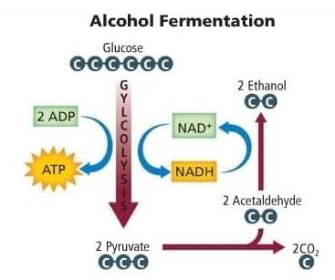 Proses Fermentasi Protein Sel Tunggal