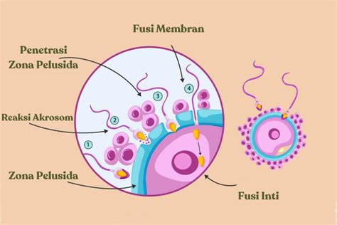 Proses Fertilisasi