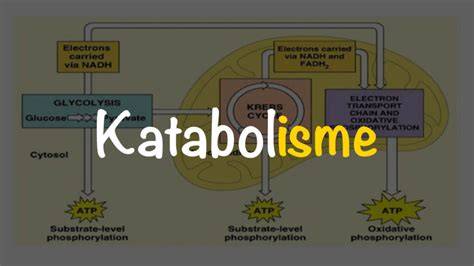 Proses Katabolisme