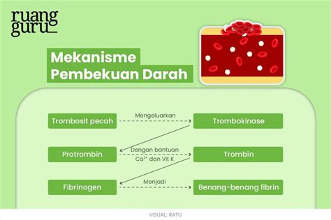 Proses Pembekuan