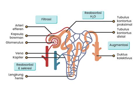 Proses Pembentukan Urine