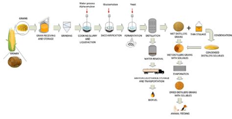 Proses Produksi DDGS