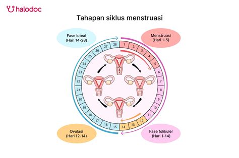 Proses Terjadinya Ovulasi