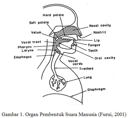 Proses Terjadinya Suara