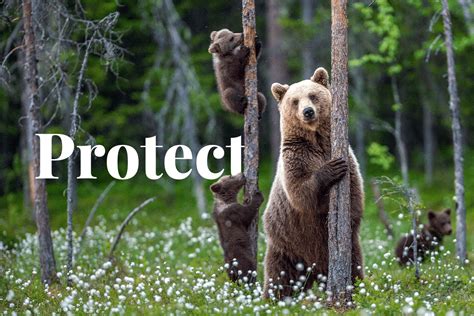 Protect Wildlife