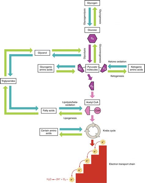 Protein Metabolism Flow Chart