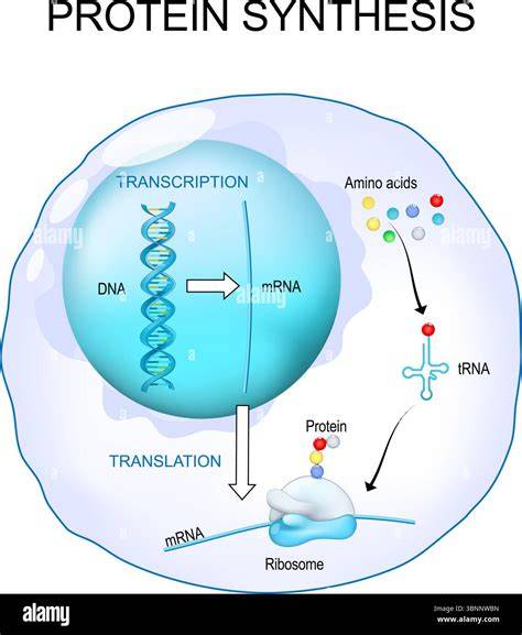 Fungsi Utama RNA Ribosom: Sintesis Protein