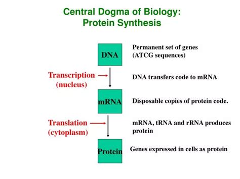 Protein synthesis central dogma