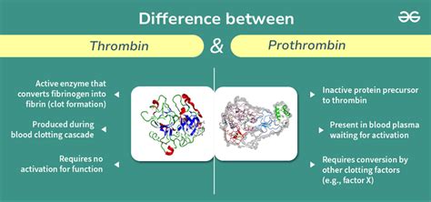 Prothrombin to Thrombin