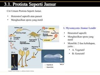Protista Saprofit