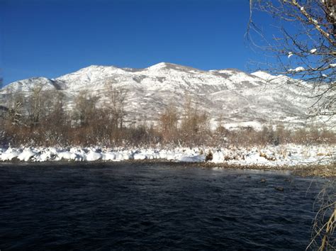 Provo River Mountain Whitefish