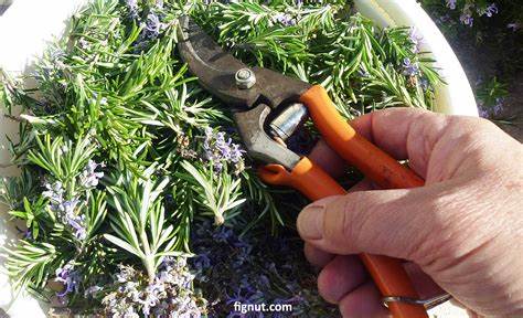 Pruning Rosemary Plant