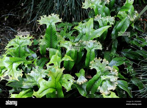 Pteridophyta Epiphytic Fern