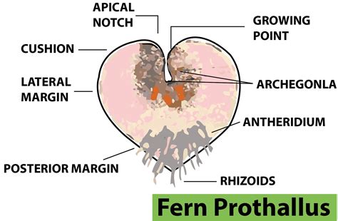 Pteridophyta Prothallus