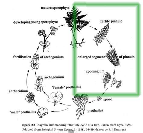 Pteridophyta Spore Reproduction