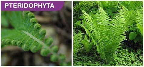 Pteridophyta definition