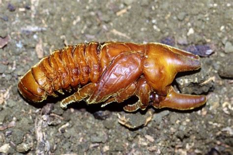 Pupa Exarate