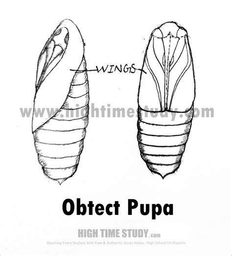 Pupa Obtect