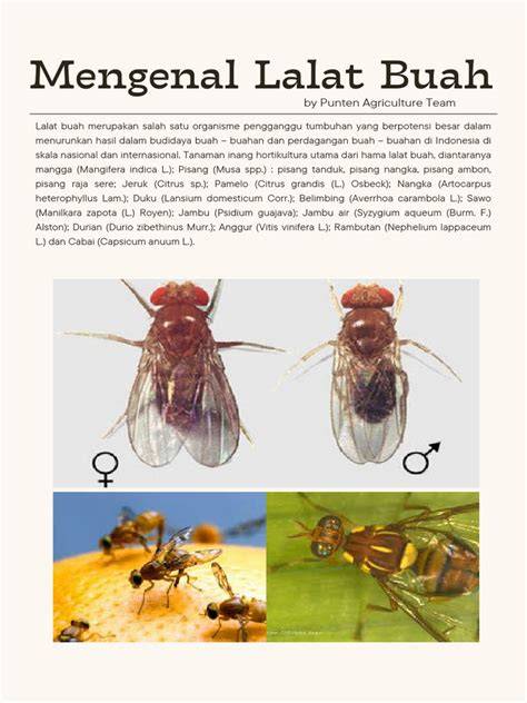 Puparium lalat