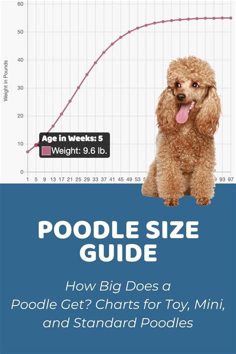 Puppy Growth Chart Poodle