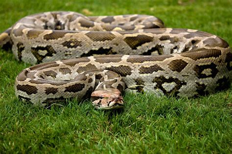Python Animal Size