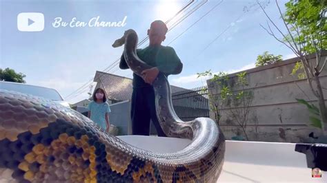 Python vs Sanca