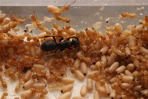 Queen ant with workers