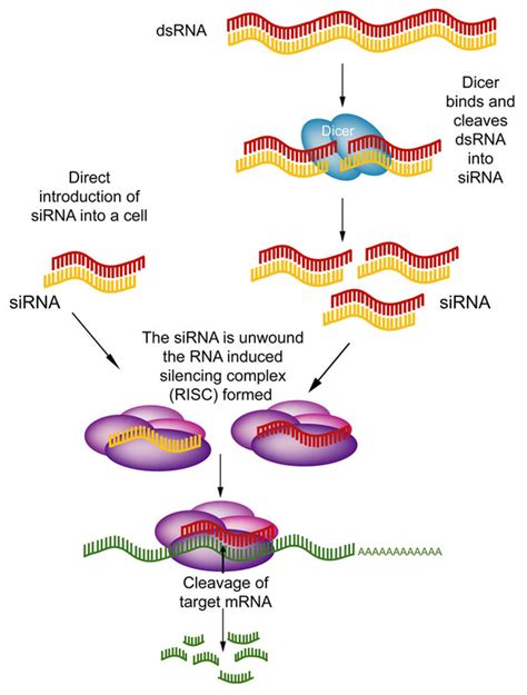 RNA Interferensi